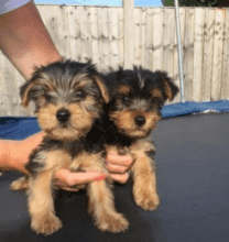 yorkies puppies desperate for new homes