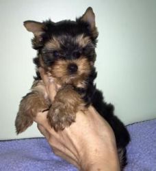 Pretty Yorkies Both Female and Male for Sale