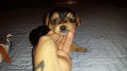 female n male AKC and Micro-chipped 12 wk old Yorkies