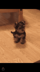 Miniature Yorkshire Terrier