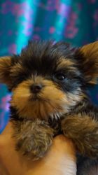 Adorable Yorkie 2 male
