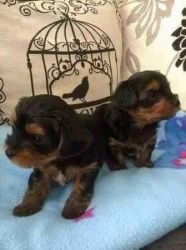 Beautiful male and female AKC and Micro-chipped 11 wk old Teacup Yorki