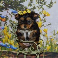 Female Yorkshire Terrier T Cup