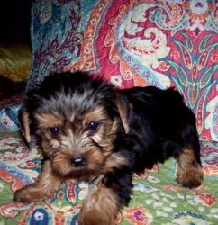 Adorable Full Breed Yorkshire Terrier Puppies