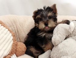 MINIATURE YORKSHIRE TERRIER.ONLY ONE BOY LEFT!!!