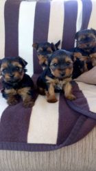 Yorkshire Terrier Puppies for sale now