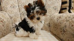 sturning Yorkshire Terrier Puppies for sale