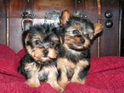 Adorable outstanding Yorkie puppies