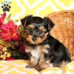Cute Yorshire terrier puppies available