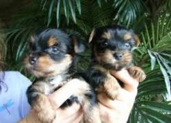 Healthy Purebred Tiny Yorkie Puppies...