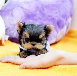 Teacup Yorkie Puppies Looking for A Good Home