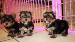 LOVELY, YORKSHIRE TERRIER PUPPIES FOR SALE