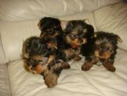 Yorkies are lively, bold, and intelligent