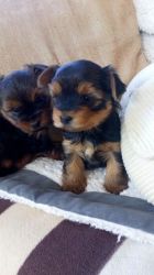 beautiful home bred Yorkshire terrier puppies.
