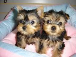 adorable yorkiy puppies ready for adoption