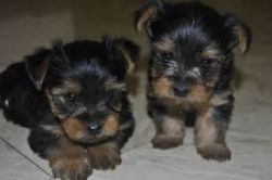 AKC Yorkshire terrier Puppies