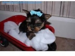 Adorable yorkie puppies now available to go home