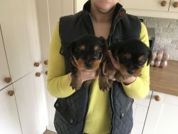Gorgeous Yorkshire Terrier Puppies