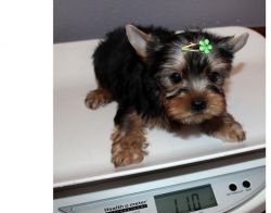 Tiny Teacup Yorkie puppies for you