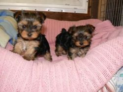 Beautiful Tiny yorkie puppies