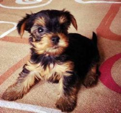 Stunning Yorkshire terrier puppies 1boy &1 girl .If interested leave