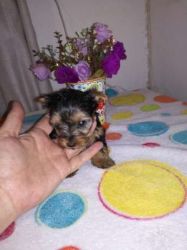 Tiny pocket size yorkie / Yorkshire terrier pups.