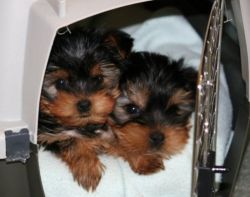 lovely male and female yorkie puppies for rehoming