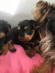 Pretty Yorkie Puppies For adoption