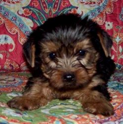 Gorgeous Yorkshire Terrier Puppies Boys And Girls