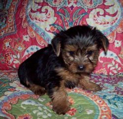 Tiny Toy Yorkshire Terriers One Left For Sale