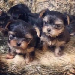 MALE AND FEMALE YORSHIRE FOR SALE