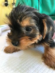Yorkshire Terrier Puppies Share Tweet +1 Pin it