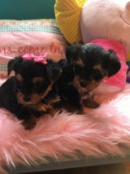 Gorgeous Yorkshire Terrier Puppies Boys And Girls