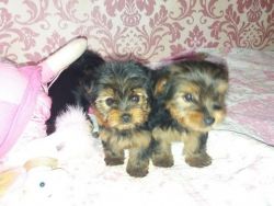 Miniature Yorkshire Terrier Puppies ready for sale