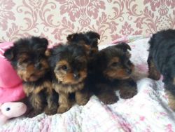 Miniature Yorkshire Terrier Puppies