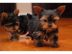 Purebred Tiny Yorkie Puppies(804) xxx-xxxx)