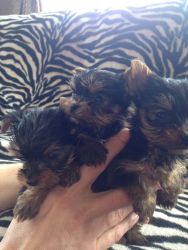 Tiny Yorkshire Terrier Puppies