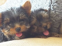 Top Quality Yorkshire Terrier Puppies