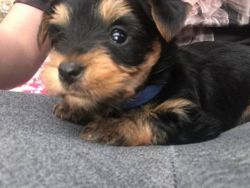 Gorgeous Yorkshire Terrier Puppies Ready Now
