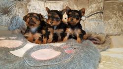 Gorgeous Yorkshire Terrier puppies