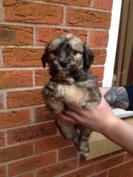 Yorkshire Terrier Girl Smalldogrescue