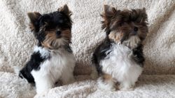 Yorkshire Terriers Puppies Boys and Girls