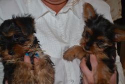 Exceptional Miniature Yorkie Puppies.!!!!