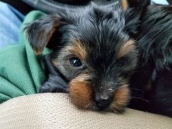 Yorkie Pups for Sale