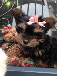 Yorkshire Terrier Puppy- TINY!