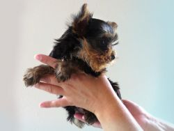 T-Cup Yorkies Female & Male Puppies