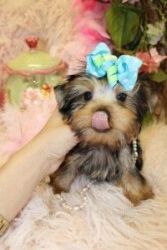 FREE TEACUP YORKIE PUPPIES AVAILABLE