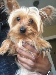 1 year old yorkie