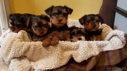 Beautiful Tiny yorkie puppies