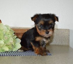 Yorkshire Terrier Puppies for Sale Now